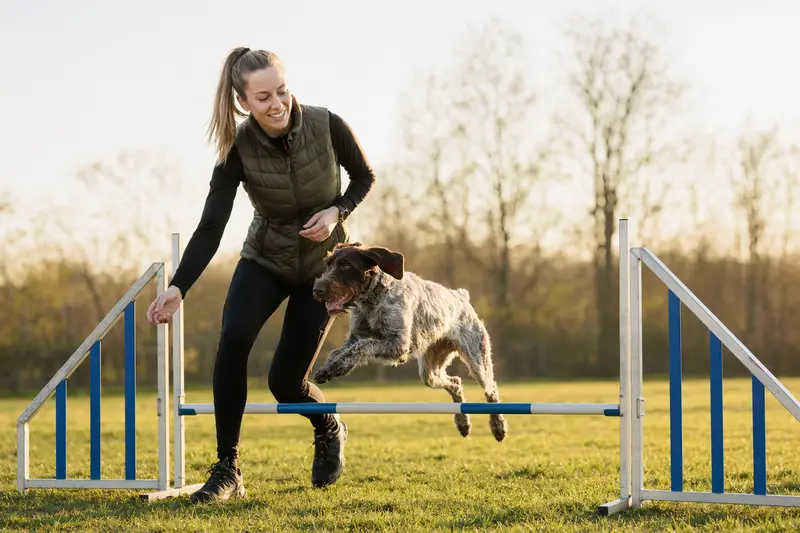 Ein Bawarski Sokol Hund springt mit seinem Besitzer über eine kleine Trainingshürde auf dem Hundeplatz.
