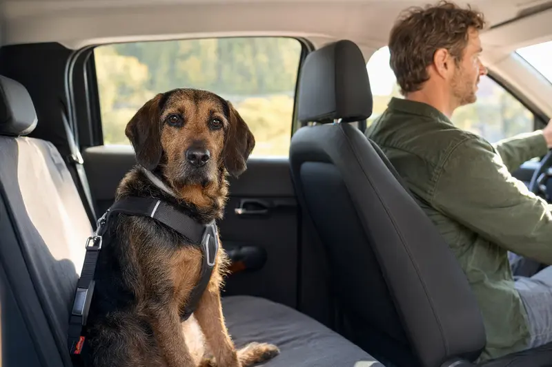 Ein Bawarski Sokol Hund, sicher angeschnallt auf der Rückbank eines Autos, während der Besitzer ruhig fährt.