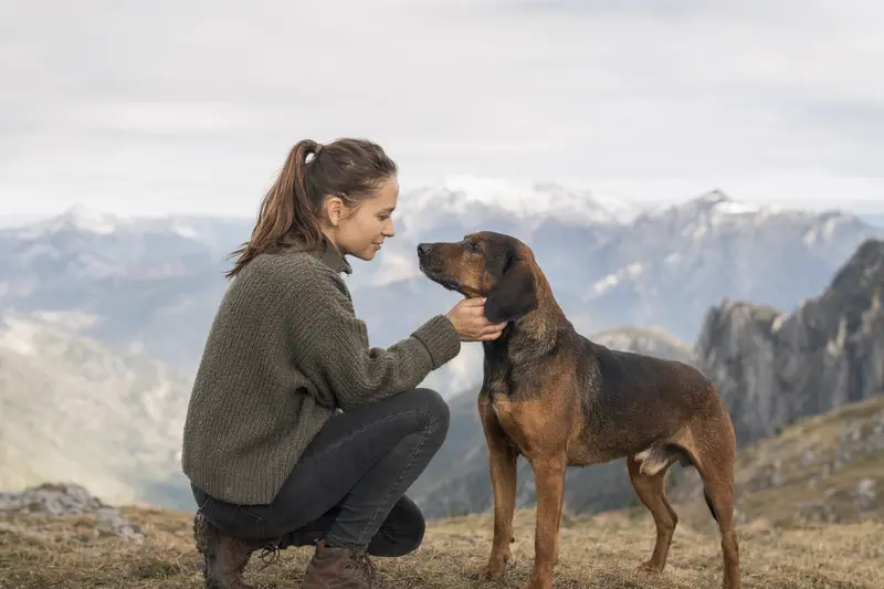 Ein Bayerischer Gebirgsschweißhund präsentiert sich aufmerksam vor einem neutralen Hintergrund mit klaren Details und weichem Licht.