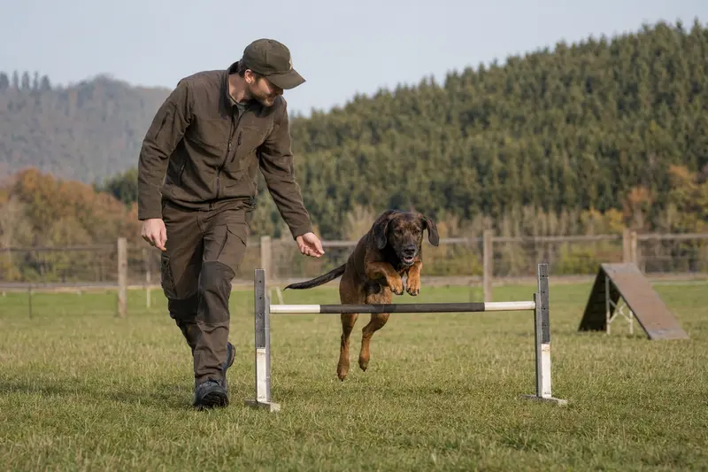 Ein Bayerischer Gebirgsschweißhund springt konzentriert über eine kleine Trainingshürde auf einem Hundeplatz.