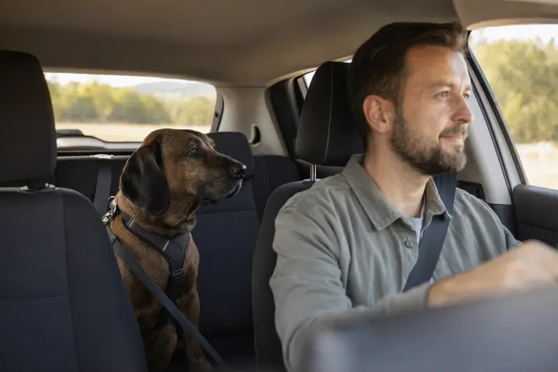 Ein Bayerischer Gebirgsschweißhund sitzt sicher angeschnallt auf der Rückbank eines Autos, während der Besitzer ruhig fährt und Sonnenlicht durch das Fenster strömt.