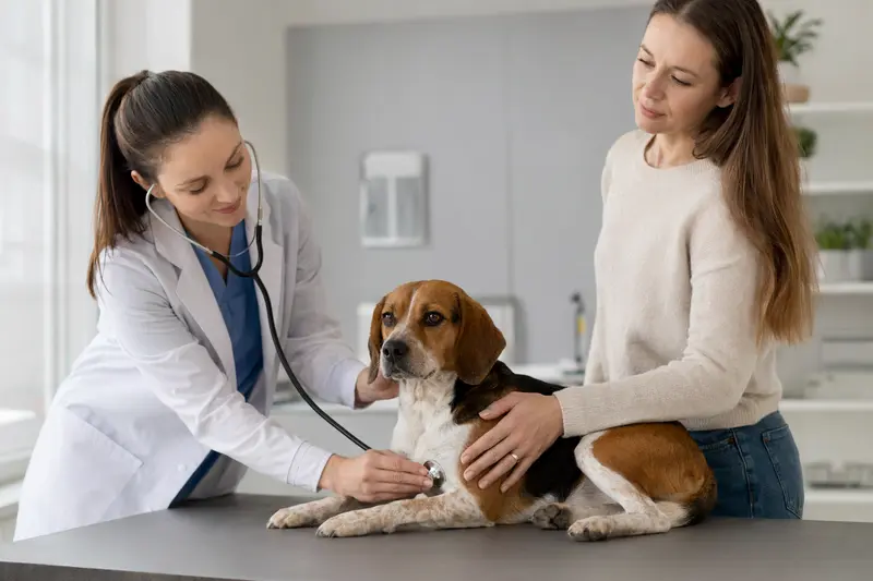 Ein Beagle wird behutsam von einer Tierärztin mit einem Stethoskop in einer modernen Praxis untersucht, während sein Besitzer beruhigend daneben steht.