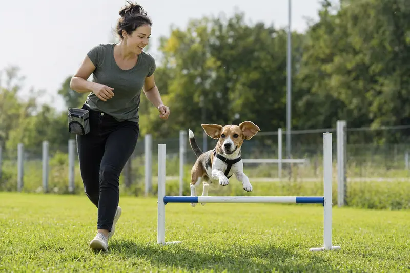 Ein aktiver Beagle springt mit seinem Besitzer über eine kleine Trainingshürde auf dem Hundeplatz und zeigt Freude an der Bewegung.