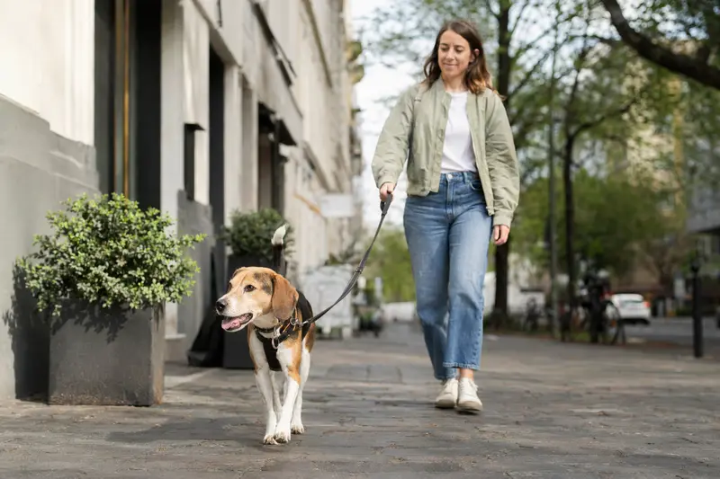 Ein Beagle-Harrier Hund läuft entspannt an der Leine mit seinem Besitzer durch eine freundliche moderne Stadtstraße.