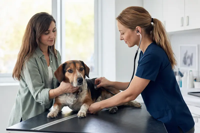 Ein Beagle-Harrier Hund auf einem Untersuchungstisch wird von einer freundlichen Tierärztin mit einem Stethoskop untersucht, während der Besitzer beruhigend daneben steht.