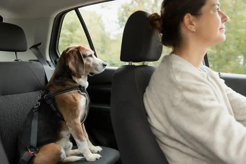 Ein Beagle-Harrier sitzt sicher angeschnallt auf der Rückbank eines Autos, während der Besitzer konzentriert fährt.