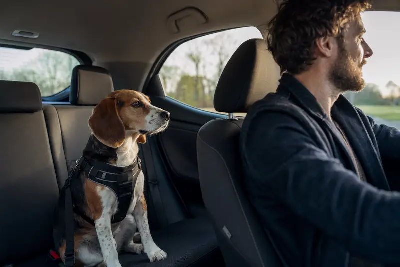 Ein Beagle Hund sitzt sicher angeschnallt auf der Rückbank eines Autos, während der Besitzer ruhig fährt.