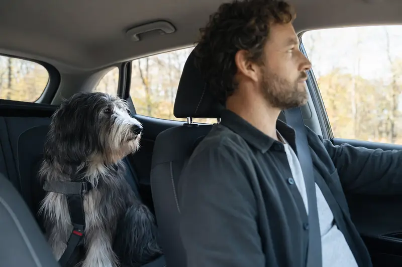 Ein Bearded Collie sitzt sicher angeschnallt auf der Rückbank eines Autos, während Sonnenlicht durch das Fenster fällt.