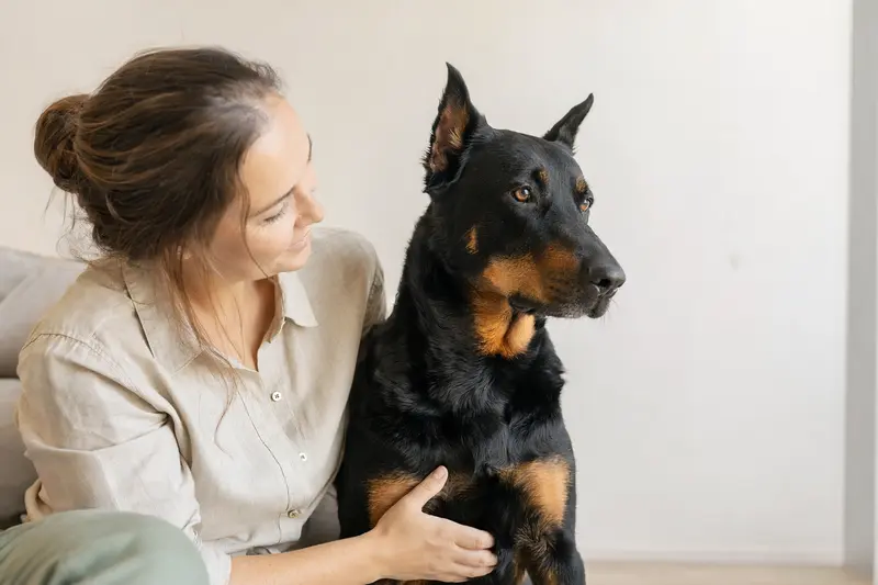 Ein aufmerksamer Beauceron steht vor einem neutralen Hintergrund und zeigt sein typisches Erscheinungsbild.