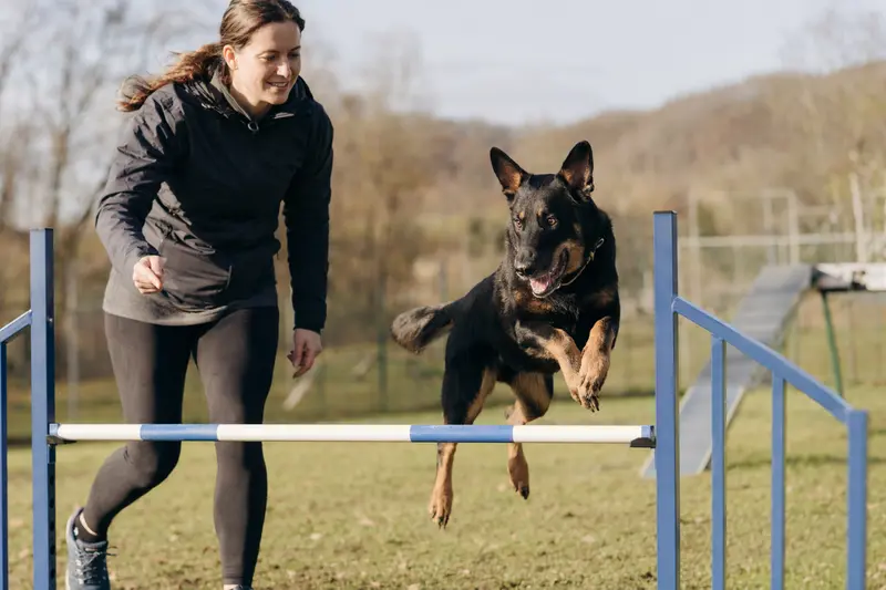 Ein Beauceron springt beim Training mit seinem Besitzer über eine kleine Hürde auf dem Hundeplatz.