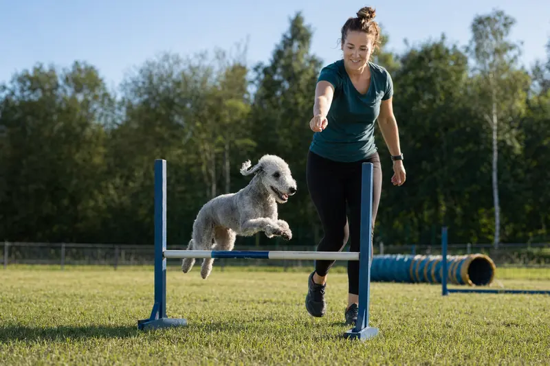 Bedlington Terrier springt mit seinem Besitzer über eine kleine Trainingshürde auf dem Hundeplatz.