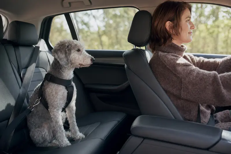 Ein Bedlington Terrier sitzt anschnallt auf der Rückbank eines Autos und genießt die Fahrt im Sonnenlicht.