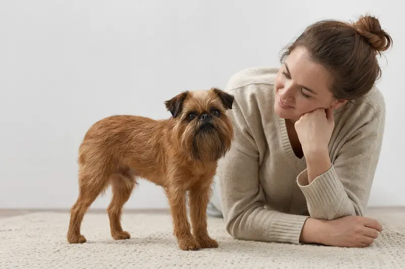 Ein schöner Belgischer Griffon Hund in natürlicher Haltung vor hellem Hintergrund.