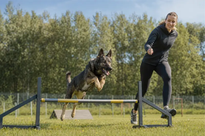 Ein Belgischer Schäferhund springt beim Hundetraining mit seinem Besitzer über eine kleine Hürde auf dem Hundeplatz.