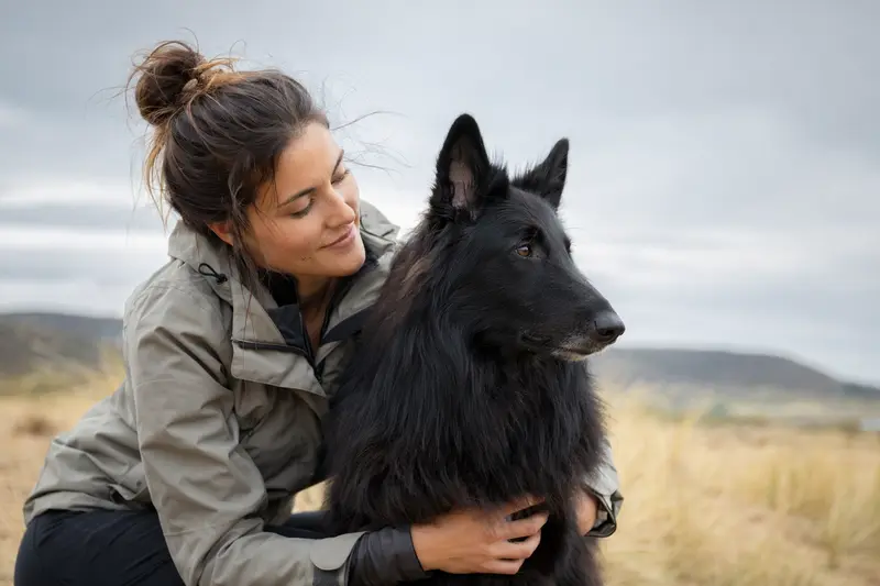 Belgischer Schäferhund (Groenendael) in aufmerksamer Haltung vor hellem Hintergrund als realistisches Hundeporträt.