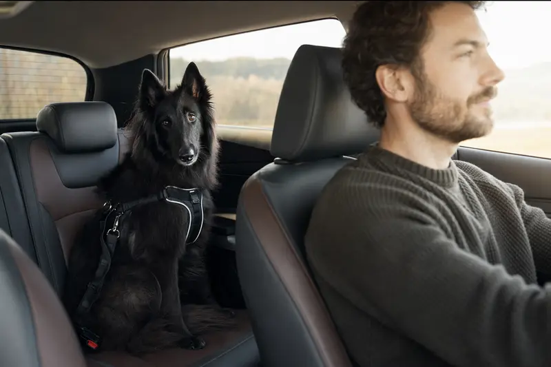 Ein Belgischer Schäferhund sitzt sicher angeschnallt auf der Rückbank eines Autos, während sein Besitzer ruhig fährt.