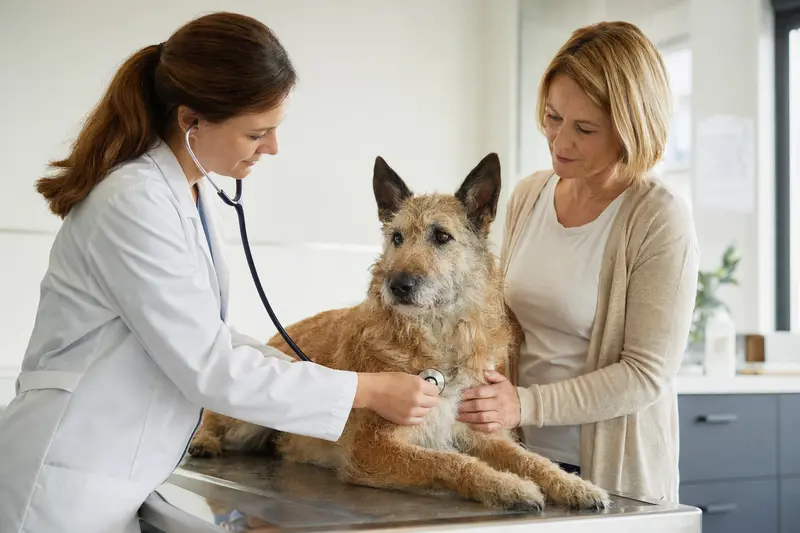 Ein Belgischer Schäferhund wird von einer freundlichen Tierärztin auf einem Untersuchungstisch untersucht.