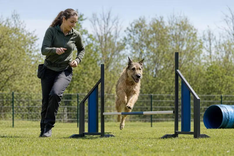 Belgischer Schäferhund (Laekenois) trainiert mit seinem Besitzer über eine kleine Hürde auf dem Hundeplatz.