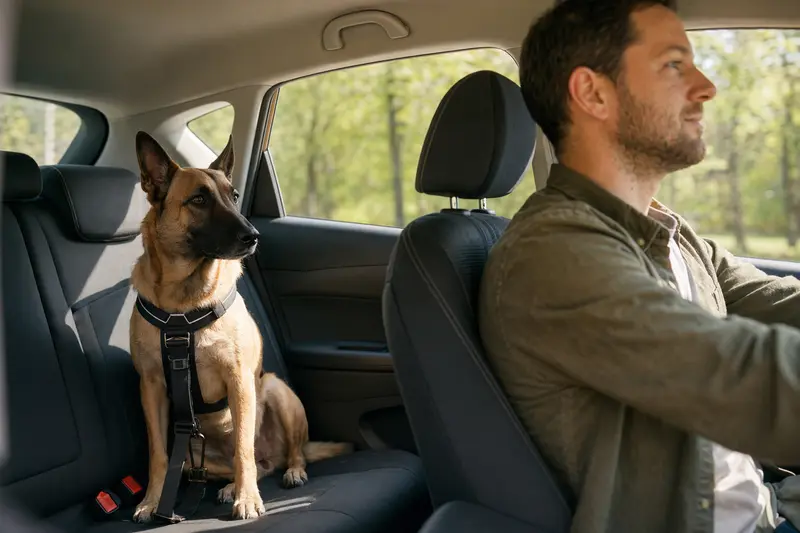 Ein Belgischer Schäferhund sitzend und angeschnallt auf der Rückbank eines Autos, während der Fahrer ruhig fährt.