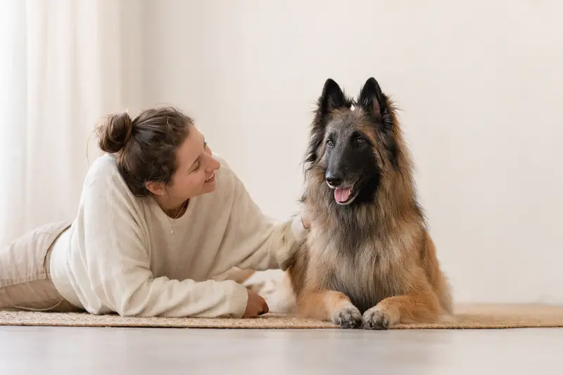Ein schöner Belgischer Schäferhund Tervueren steht aufmerksam vor einem hellen Hintergrund.