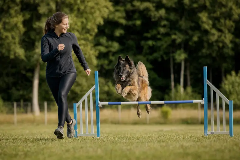 Ein Belgischer Schäferhund Tervueren springt mit seinem Besitzer über eine kleine Trainingshürde auf dem Hundeplatz.