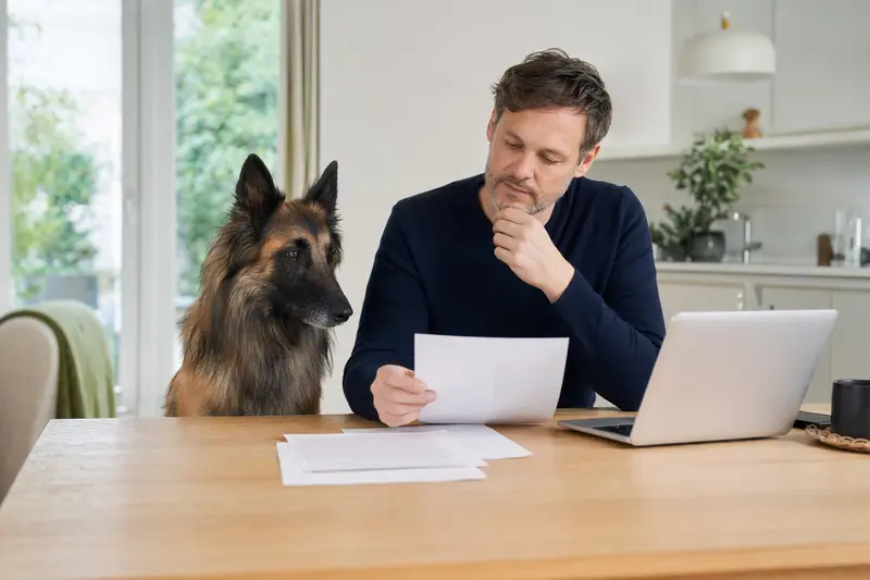 Ein Belgischer Schäferhund Tervueren sitzt geduldig neben seinem Besitzer, der am Küchentisch Versicherungsunterlagen und einen Laptop mit einer Vergleichsseite durchschaut.