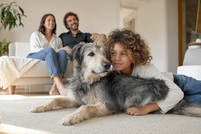 Ein freundlicher Berber-Windhund liegt entspannt neben einem Kind im Wohnzimmer und vermittelt eine warme Familienatmosphäre.