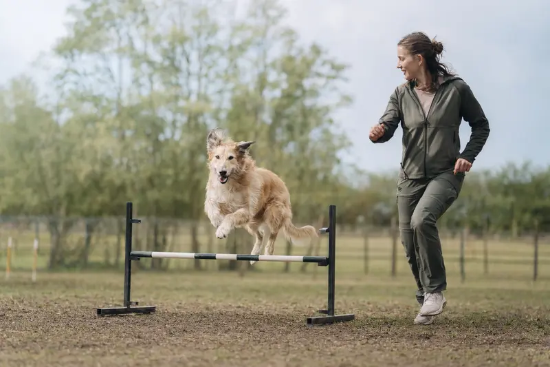 Ein Berber-Windhund springt mit seinem Besitzer über eine kleine Trainingshürde auf einem Hundeplatz bei sonnigem Wetter.
