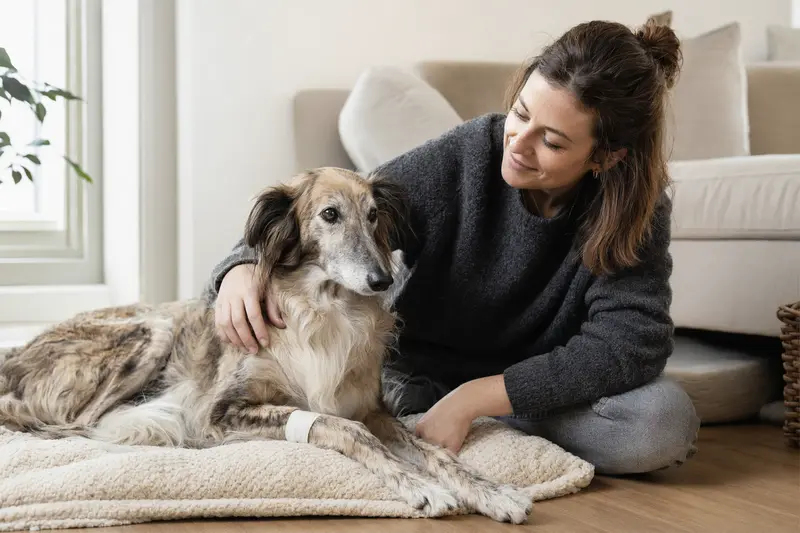 Ein Berber-Windhund mit leichtem Verband an der Pfote liegt beruhigend auf einer Decke, während sein Besitzer neben ihm sitzt und erleichtert wirkt.