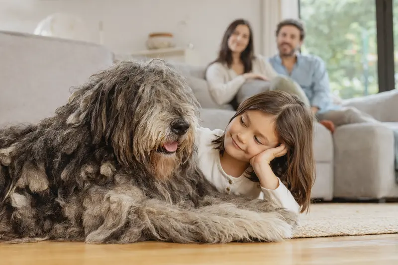 Ein Bergamasco-Hütehund liegt entspannt neben einem Kind im hellen Wohnzimmer, während die Eltern im Hintergrund eine sichere Familienatmosphäre schaffen.