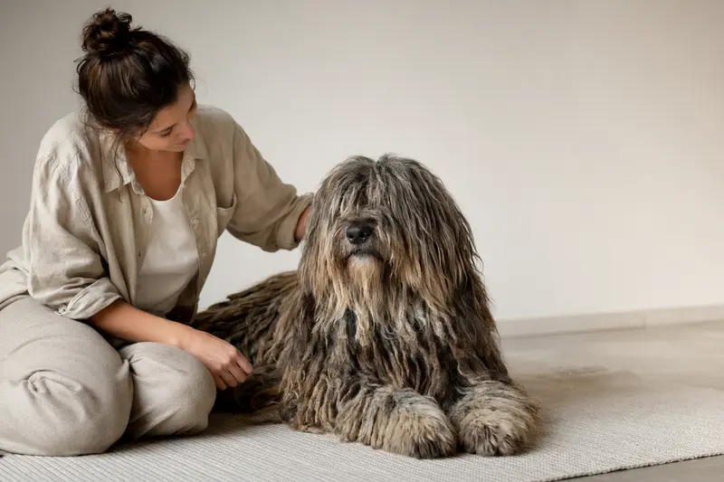 Ein Bergamasco-Hütehund steht aufmerksam vor hellem Hintergrund und zeigt seine typische Fellstruktur in einem professionellen Hundeporträt.