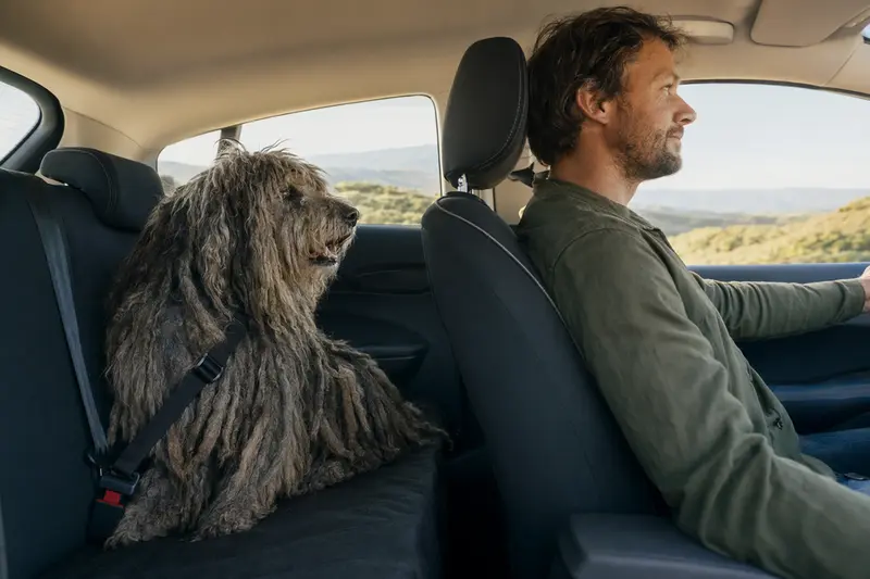 Ein Bergamasco-Hütehund sitzt sicher angeschnallt auf der Rückbank eines Autos, während der Besitzer ruhig fährt und Sonnenlicht durch das Fenster fällt.