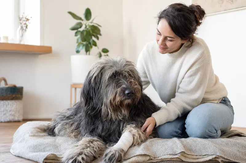 Ein Bergamasco-Hütehund mit leicht verbundenen Pfote liegt ruhig auf einer Decke, während sein Besitzer erleichtert daneben sitzt.