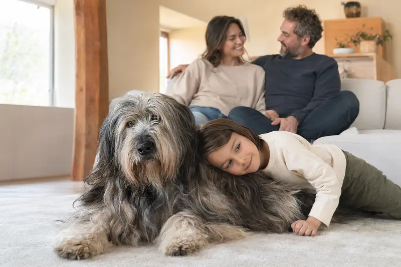Ein entspannter Bergamasco Shepherd Dog liegt neben einem Kind im Wohnzimmer und strahlt eine vertrauensvolle Atmosphäre aus.