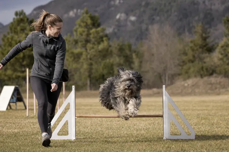 Ein Bergamasco Shepherd Dog trainiert mit seinem Besitzer auf einem Hundeplatz über eine kleine Hürde bei sonnigem Wetter.