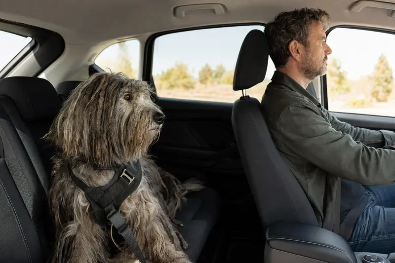 Ein Bergamasco Shepherd Dog sitzt sicher angesch Schnallt auf der Rückbank eines Autos und genießt das Sonnenlicht.
