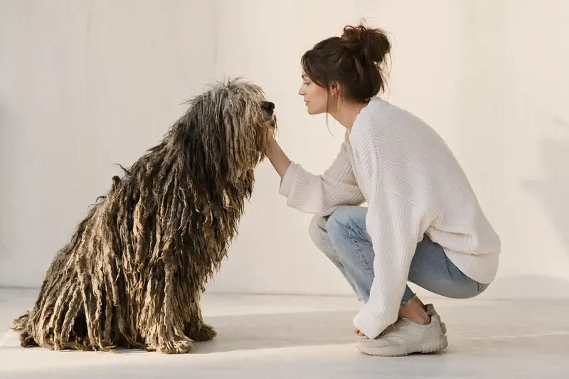Ein Bergamasker Hund steht aufmerksam vor einem hellen Hintergrund und zeigt seine typische Körperform und Fellstruktur.