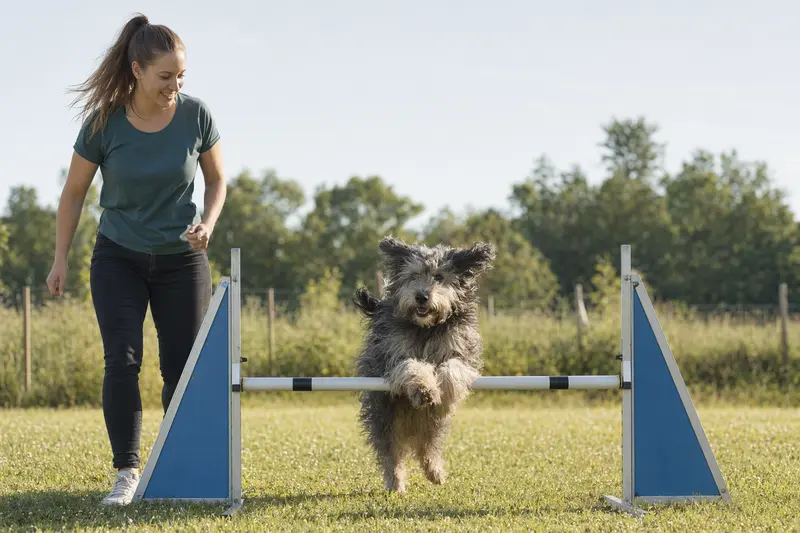 Ein Bergamasker Hund springt mit seinem Besitzer über eine kleine Trainingshürde auf dem Hundeplatz.