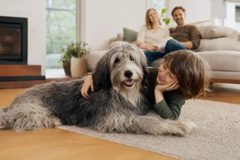 Ein freundlicher Bergamasker Hirtenhund entspannt neben einem Kind im Wohnzimmer und schafft eine vertrauensvolle Atmosphäre.