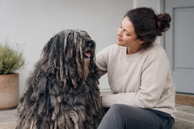 Ein aufmerksamer Bergamasker Hirtenhund vor hellem Hintergrund, der die typischen Merkmale der Rasse zeigt.