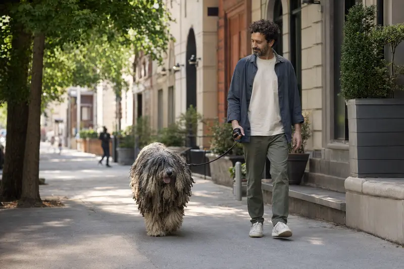 Ein Bergamasker Hirtenhund läuft an der Leine mit seinem Besitzer durch eine moderne, freundliche Stadtstraße.
