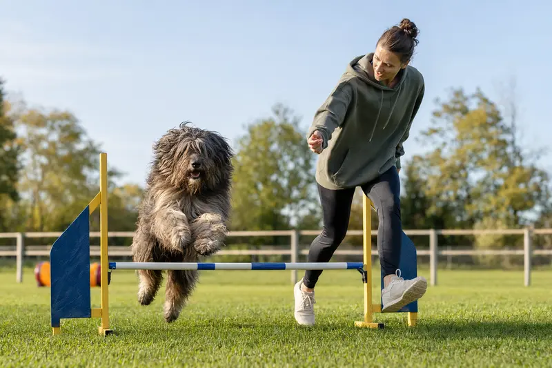 Ein Bergamasker Hirtenhund springt bei einem Hundetraining mit seinem Besitzer über eine kleine Hürde auf dem Hundeplatz.