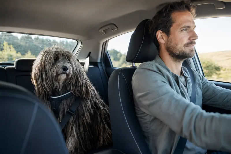 Ein Bergamasker Hirtenhund sitzt angeschnallt auf der Rückbank eines Autos, während sein Besitzer sicher fährt.
