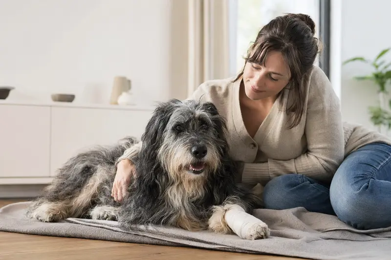 Ein Bergamasker Hirtenhund mit leichtem Verband an der Pfote liegt auf einer Decke, während sein Besitzer erleichtert daneben sitzt.