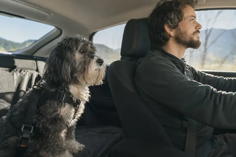 Ein Bergamasker Hund sitzt sicher angeschnallt auf der Rückbank eines Autos, während die Sonne durch das Fenster scheint.