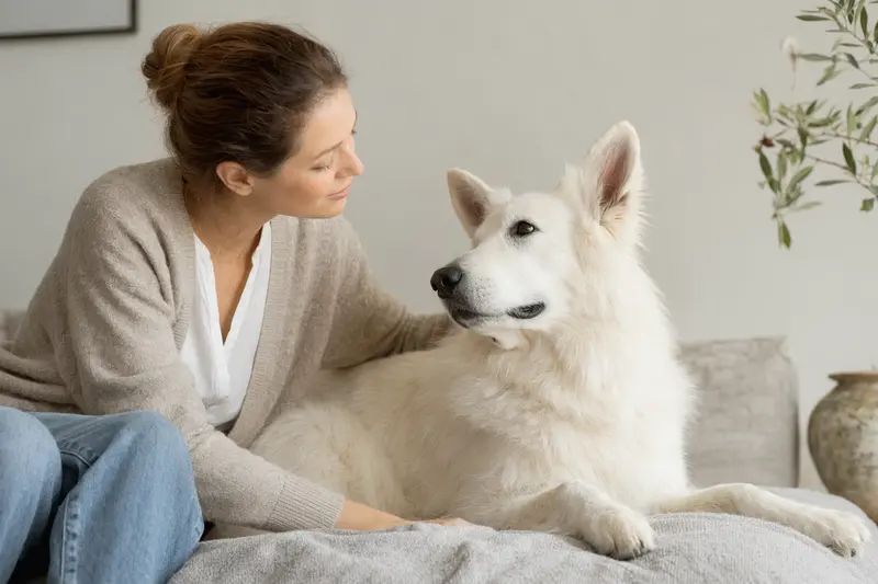 Ein aufmerksamer Berger Blanc Suisse Hund in natürlicher Haltung vor einem neutralen Hintergrund.