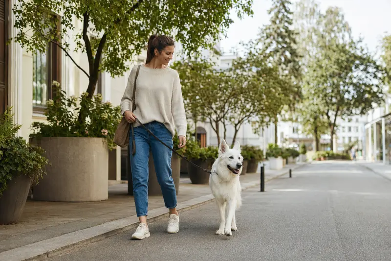 Ein Berger Blanc Suisse läuft an der Leine mit seinem Besitzer durch eine freundliche moderne Stadtstraße.