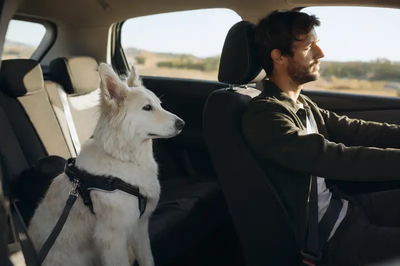 Ein Berger Blanc Suisse Hund sitzt sicher angeschnallt auf der Rückbank eines Autos und genießt die sonnige Fahrt mit seinem Besitzer.