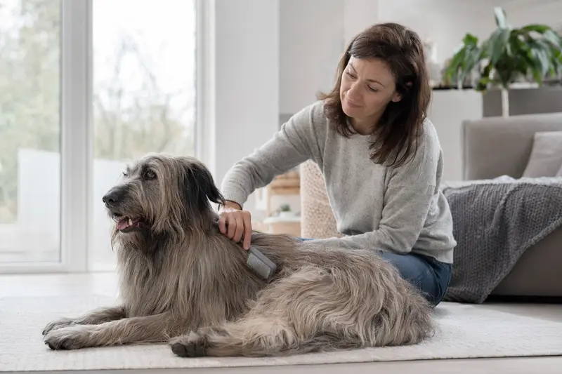 Ein Berger de la Crau wird liebevoll von seinem Besitzer zuhause gebürstet, in einer hellen und ruhigen Wohnung.