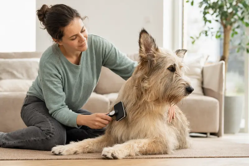 Ein Berger de Picardie Hund wird liebevoll von seinem Besitzer in einer hellen Wohnung gebürstet, was die Bedeutung der Fellpflege unterstreicht.